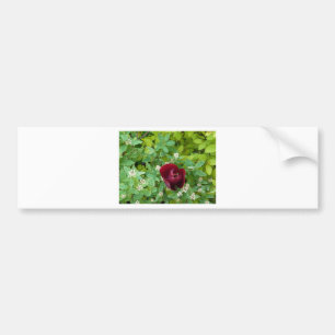 Blumenbeet im Frühjahr Autoaufkleber