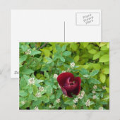 Blumenbeet im Frühjahr Postkarte (Vorne/Hinten)