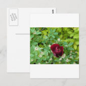 Blumenbeet im Frühjahr Postkarte (Vorne/Hinten)