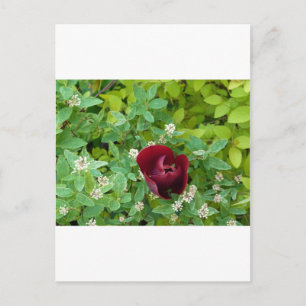 Blumenbeet im Frühjahr Postkarte