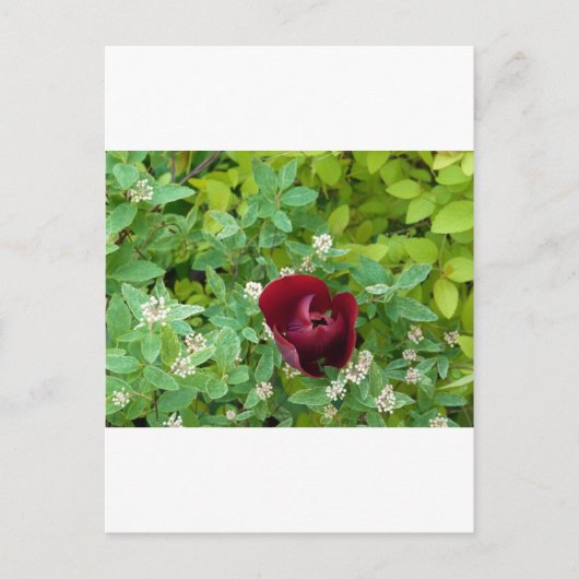 Blumenbeet im Frühjahr Postkarte (Vorderseite)