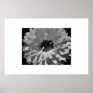 Blumenblätter in Schwarzweiss Poster
