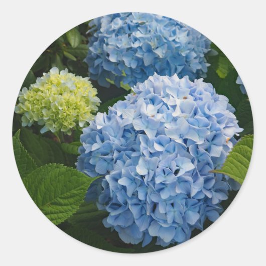 Blumenblauer Hydrangea-Foto Runder Aufkleber (Vorderseite)