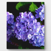 Blumenblumen, Blütenblüten, Hydrangeas Fotoplatte (Vorderseite)