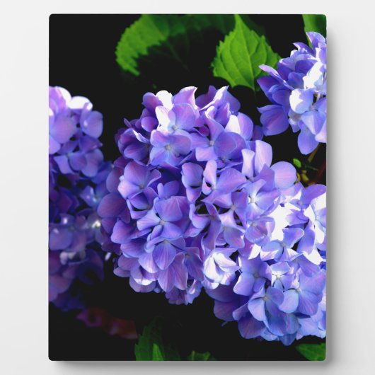 Blumenblumen, Blütenblüten, Hydrangeas Fotoplatte (Vorderseite)