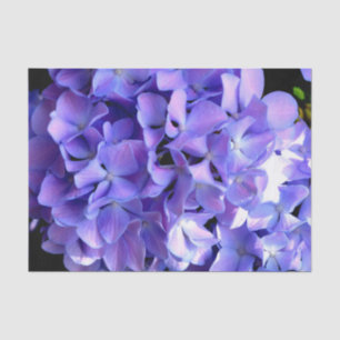 Blumenblumen, Blütenblüten, Hydrangeas Seidenpapier