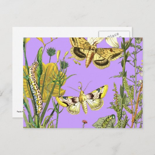 Blumenbotanische Schmetterlingserscheinung Postkarte (Vorne/Hinten)