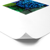 Blumendesign, Blue Hydrangea Print Poster (Ecke)