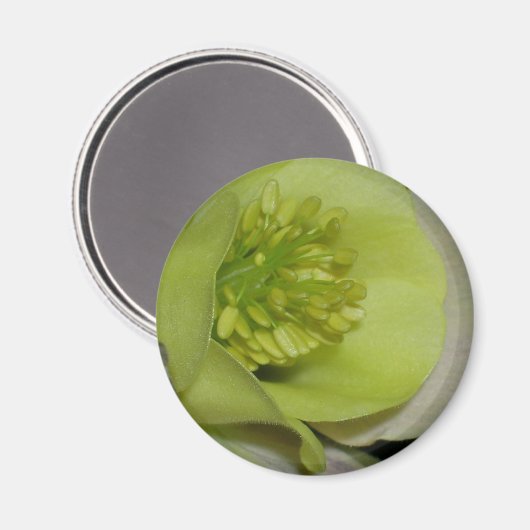 Blumendetails Magnet (Vorderseite/Rückseite)