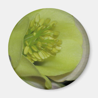 Blumendetails Magnet