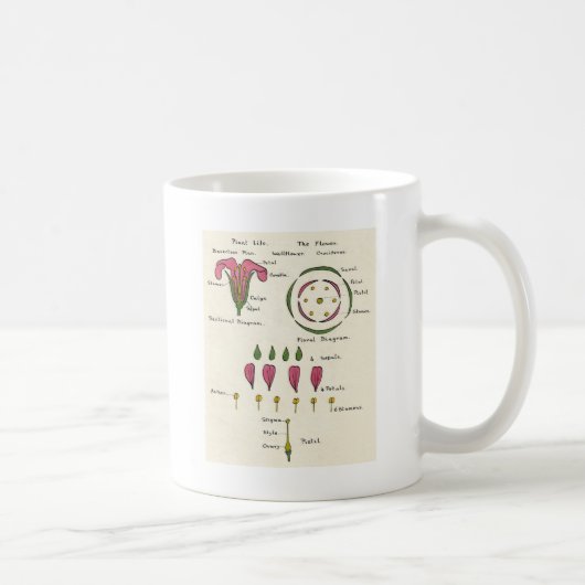 Blumendiagramm Kaffeetasse (Rechts)