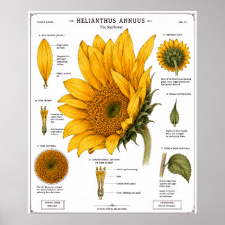 Blumendiagramm-Poster | Vintage Blumen Poster