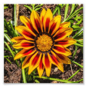 Blumendruck 1 Foto (Vorne)