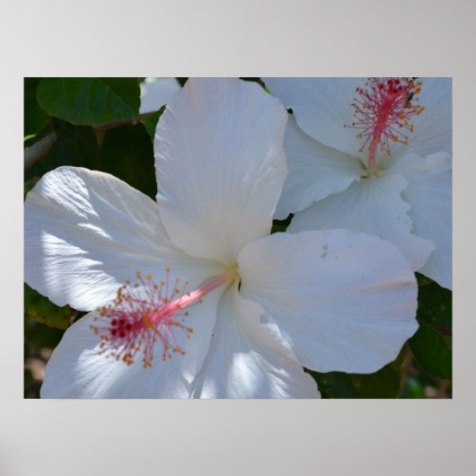Blumenduft Canvas Print Poster (Vorne)