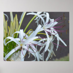 Blumenduft Canvas Print Poster