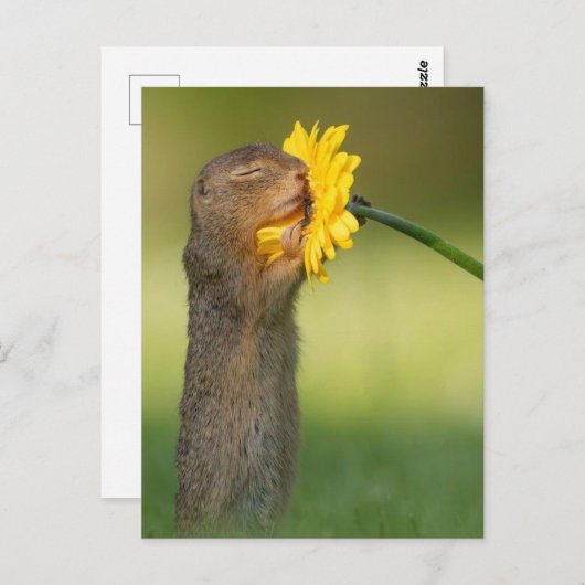 Blumeneichhörnchen Postkarte (Vorne/Hinten)