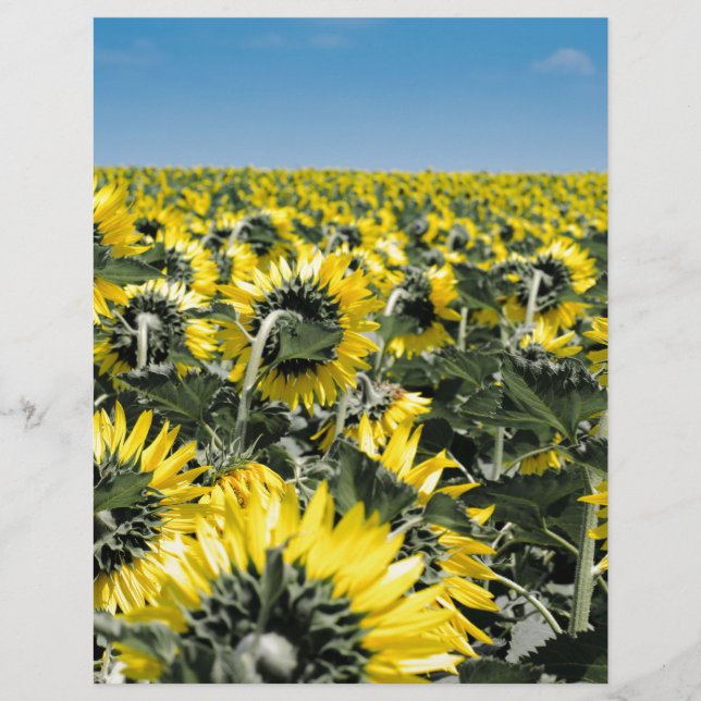 Blumenfeld (Vorderseite)