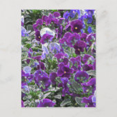 Blumenfeld 8420 Stiefmütterchen Postkarte (Vorderseite)