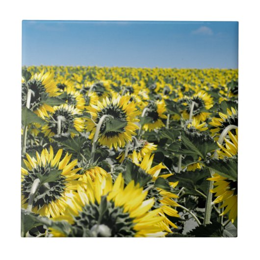 Blumenfeld Fliese (Vorderseite)