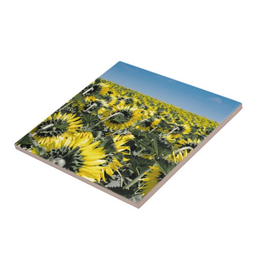 Blumenfeld Fliese (Seite)