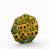 Blumenfeld Fotoblock (Links)
