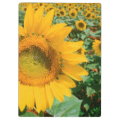 Blumenfeld Heidleberg Klemmbrett (Rückseite)