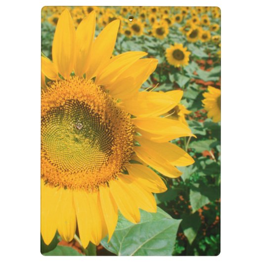 Blumenfeld Heidleberg Klemmbrett (Rückseite)