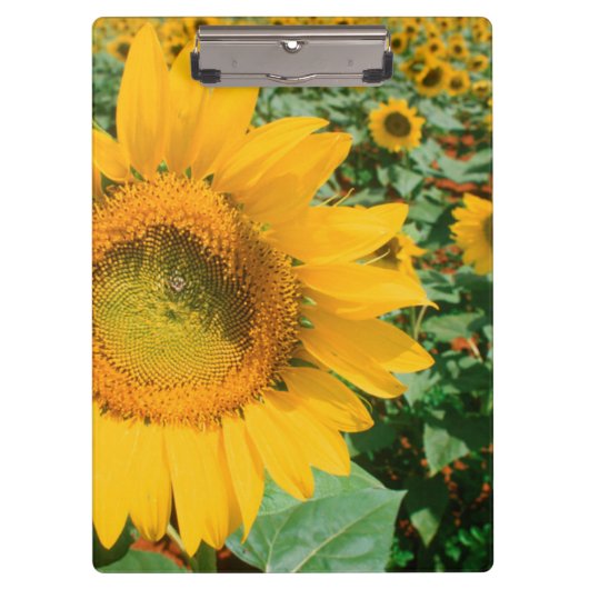 Blumenfeld Heidleberg Klemmbrett (Vorderseite)