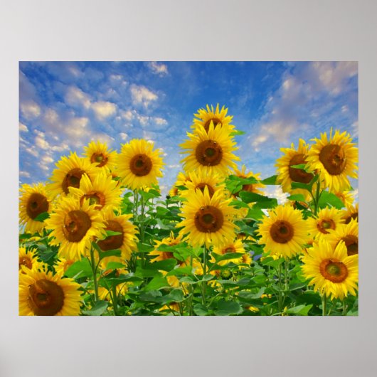 Blumenfeld Poster (Vorne)