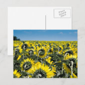 Blumenfeld Postkarte (Vorne/Hinten)