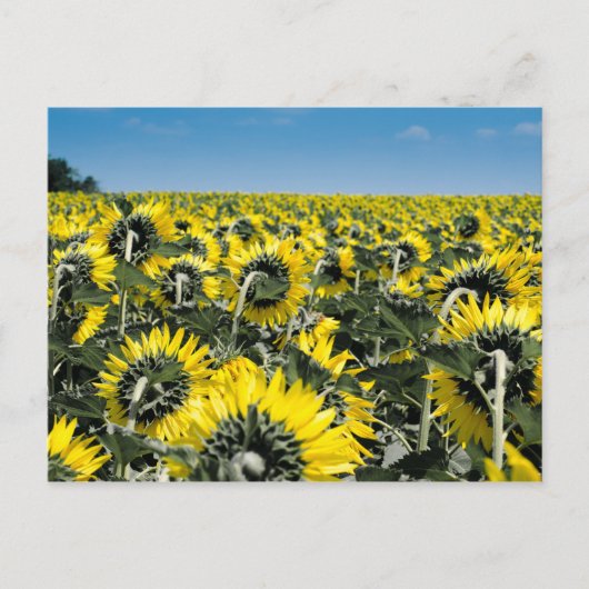Blumenfeld Postkarte (Vorderseite)