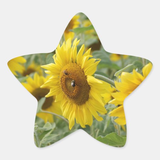 Blumenfeld Stern-Aufkleber (Vorderseite)