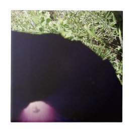 BlumenFoto-Keramik-Fliese Fliese