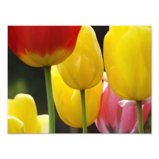 Blumenfotografie Drucke Tulip Blume Natur (Vorne)