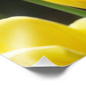 Blumenfotografie Drucke Tulip Blume Natur (Ecke)