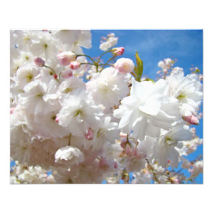 Blumenfotografie druckt Blossom-Blume Fotodruck