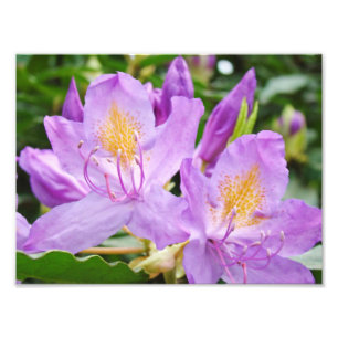 Blumenfotografie druckt Lila Rhododendren Fotodruck