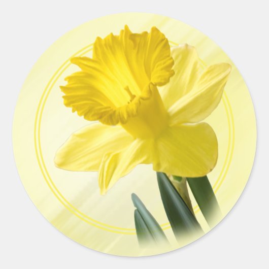 Blumenfotografie Gelbe Daffodil Naturelepsie Runder Aufkleber (Vorderseite)