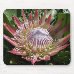 Blumenfotografie King Protea Mousepad