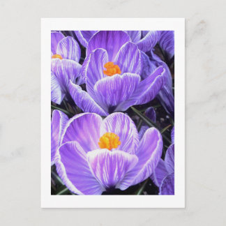 Blumenfotografie - "Lila Blume 05" Postkarte