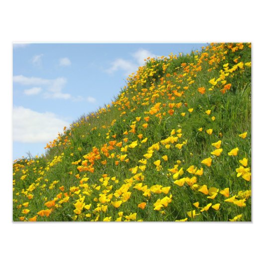 Blumenfotografie Orange Poppy Blume Fotodruck (Vorne)