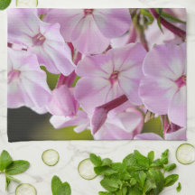 Blumenfotografie, rosa Phlox-Blume