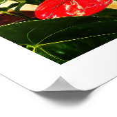 Blumenfotografie von Single Rotes Anthurium Blosso Poster (Ecke)