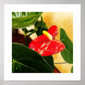 Blumenfotografie von Single Rotes Anthurium Blosso Poster (Vorne)