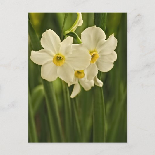 Blumenfotografie: Weißer Frühling Narzisse Postkarte (Vorderseite)