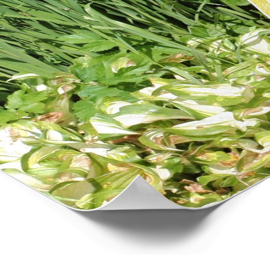 Blumengarten Mandolin und Iris Poster (Ecke)