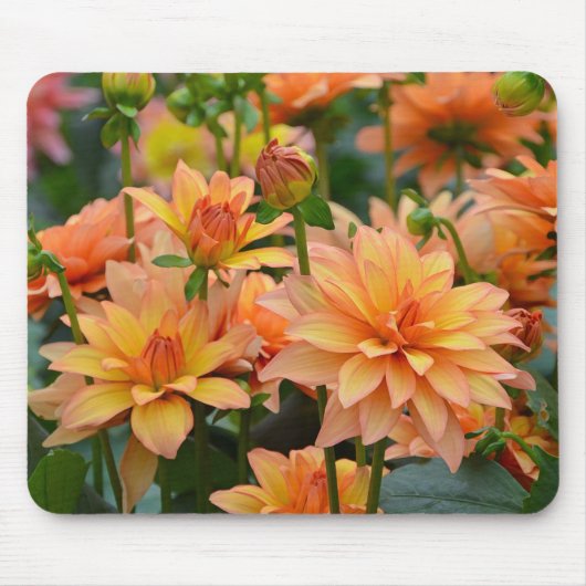 Blumengarten Orange dahlia Mousepad (Vorne)