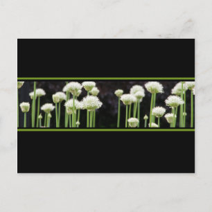 Blumengrün, schwarz und weiß, Postkarte