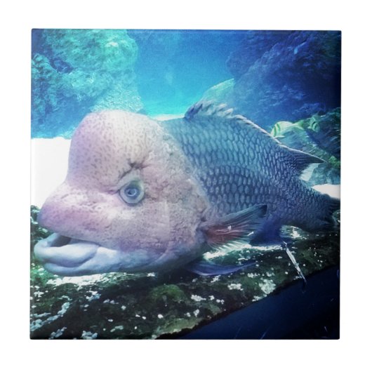 Blumenhorn Cichlid Fisch Fliese (Vorderseite)
