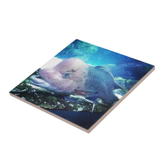 Blumenhorn Cichlid Fisch Fliese (Seite)